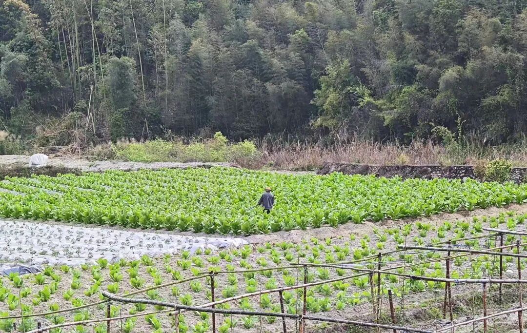 华安全域春耕正酣田间“烟火”太治愈(图10)