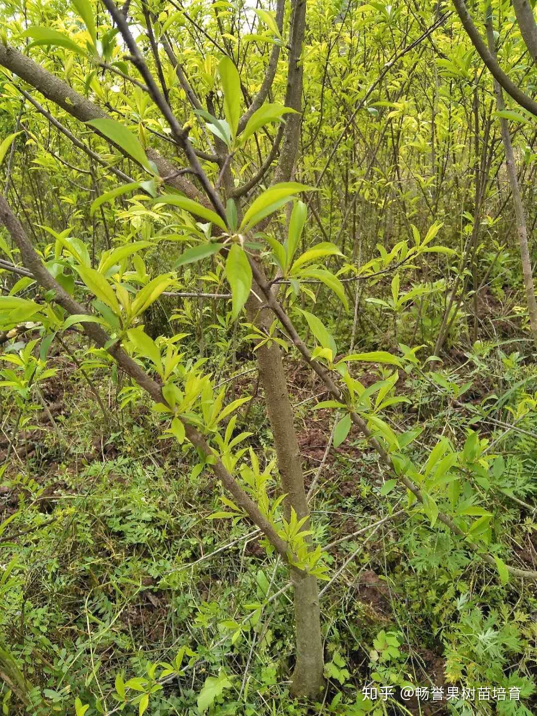 苗木的培育及补植方案(图1)
