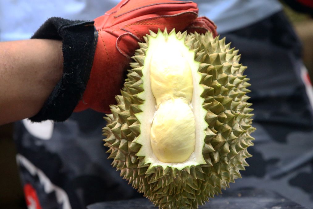 列国鉴丨记者手记：榴莲季看泰国榴莲“奔赴”中国