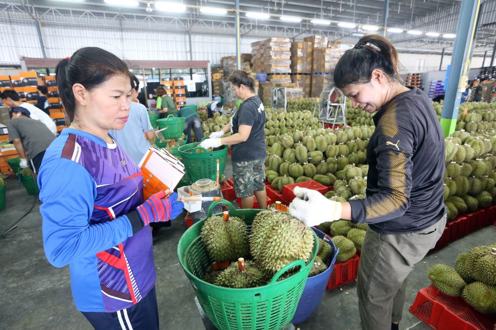列国鉴丨记者手记：榴莲季看泰国榴莲“奔赴”中国(图3)