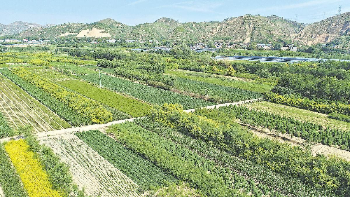 绥德县崔家湾镇连片规模化打造优质苗木种植基地——深耕苗木产业赋能富民强村