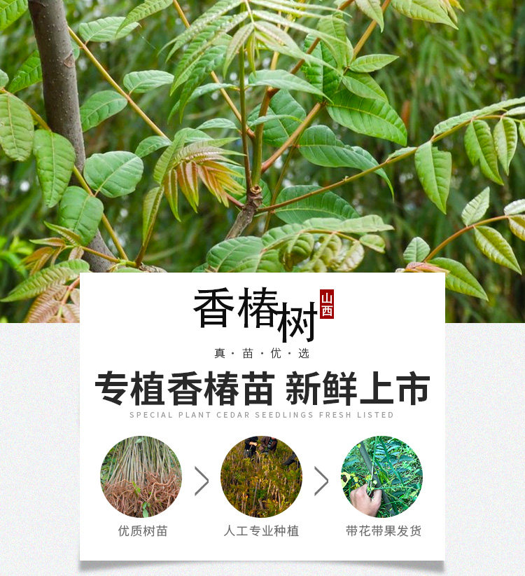 梦想学府19122026年湖南好房子赋能计划·入围项目