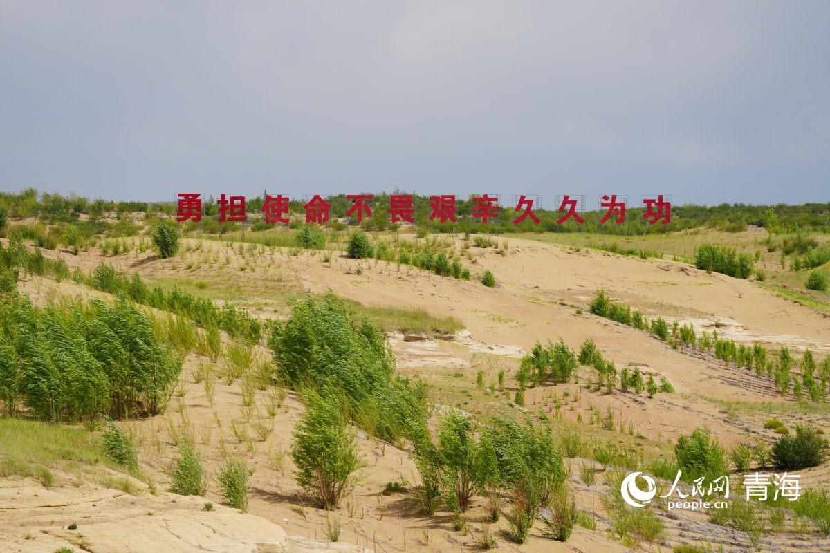 沙珠玉：风沙止绿意浓(图5)