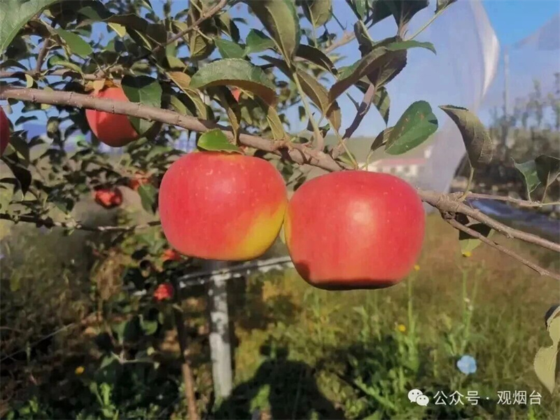 好一个多姿多彩的“莱山有品”！(图5)