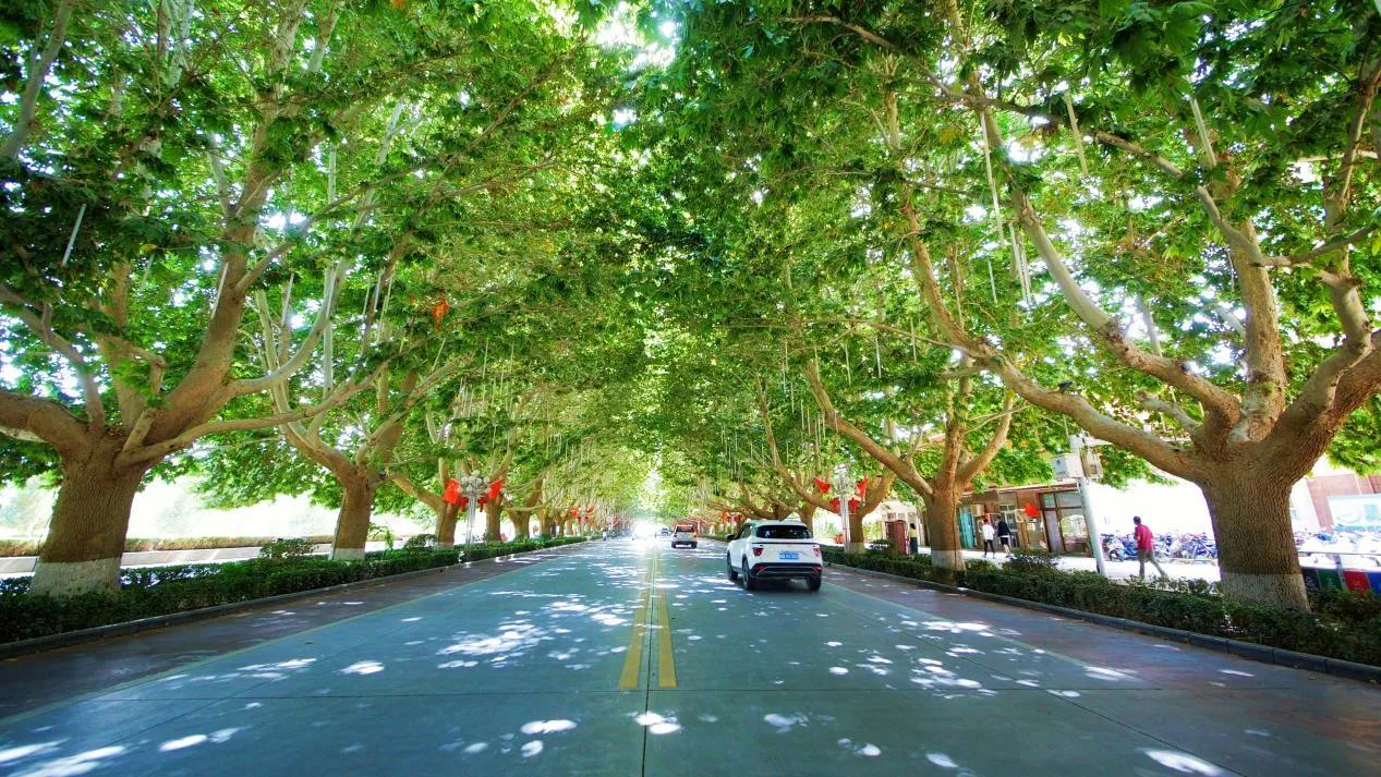 一条梧桐街两座城的牵挂(图1)