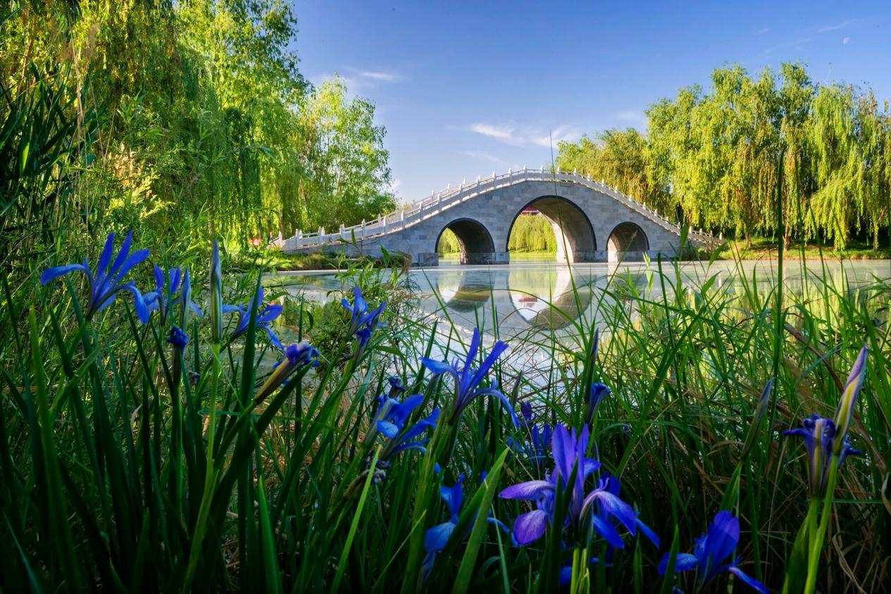 一条梧桐街两座城的牵挂(图6)