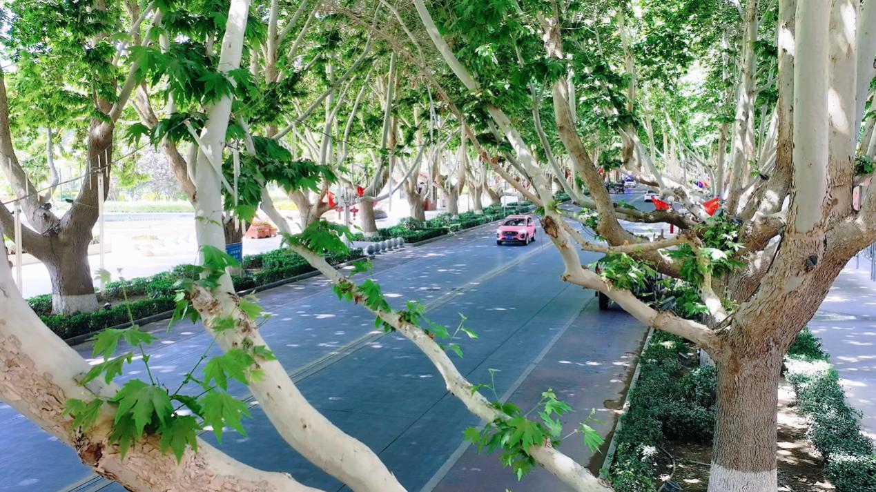 一条梧桐街两座城的牵挂(图7)