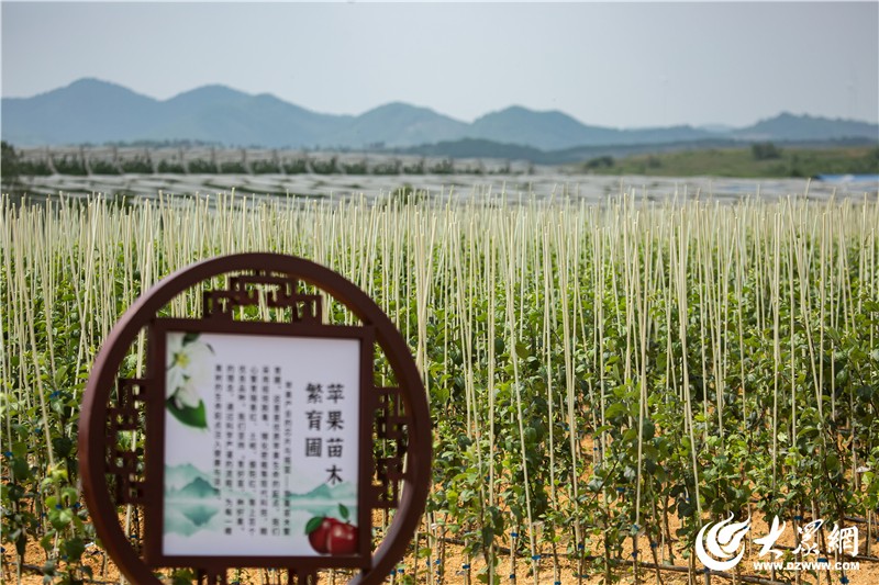 海报观察丨百年烟台苹果如何答好“三老”必答题？(图5)