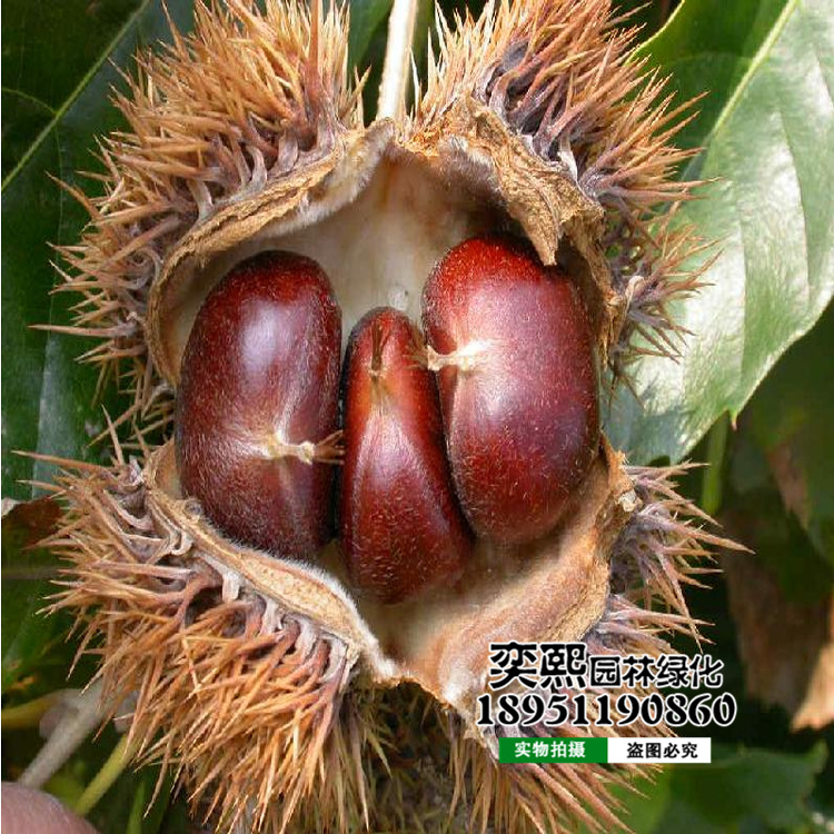 戈壁结金果绿洲再进阶(图1)
