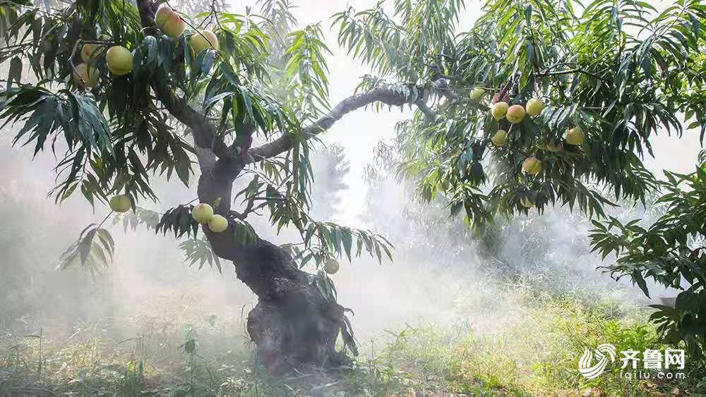 看肥城差异化种桃：不同产区“甜蜜味道”各不同(图3)
