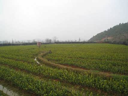 优质新疆小白杏树苗适应干旱少雨气候(图1)